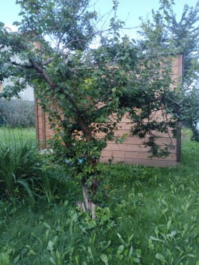 Коллективный сад номер 7, участок 58 в Феодосии - feodosiya.yutvil.ru - фото 28