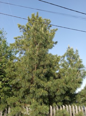 ул. Полынная,29 в Феодосии - feodosiya.yutvil.ru - фото 18 ул. Полынная,29 в Феодосии - feodosiya.yutvil.ru - фото 18